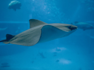 a ray in an aquarium