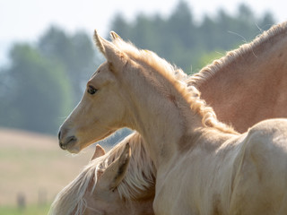 Palomino Warmblutfohlen