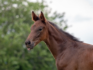 Fohlen steckt die Zunge raus