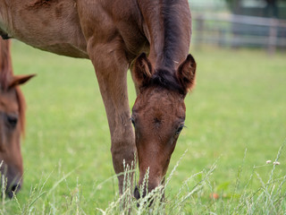 grasendes braunes Fohlen