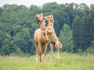 Steigendes Hengstfohlen mit seiner Mutter