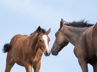 Fohlenbgr&uuml;&szlig;ung