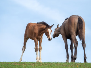 Zwei Fohlen begr&uuml;&szlig;en sich
