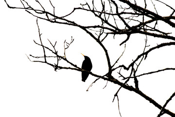 The sihouette of a crow perched on a bare tree branch in side profile against a white sky
