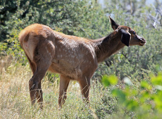 Elk calf, Sublett Range, Idaho