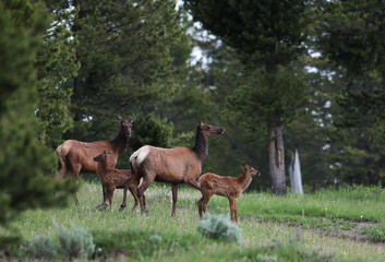 Naklejka na ściany i meble Elk with calves, Harriman State Park, Idaho