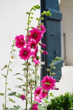 Ile de Re Hollyhocks