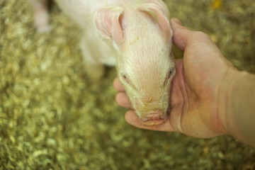 A piglet and mans hand.