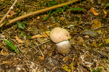 White mushroom in the forest on autumn