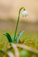 Close up image of fresh white and yellow spring snowflake flower, Leucojum vernum, growing in moss in a garden, blurry brown background, vertical image