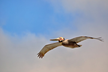 California Brown Pelican in Flight through the Clouds