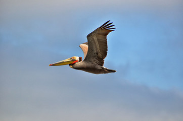 California Brown Pelican in Flight through the Clouds