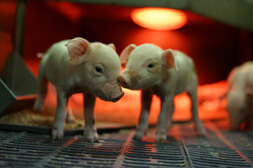Piglets in farrowing unit inside pen. © oleksandr