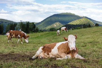 Fototapeta na wymiar cows in a pasture