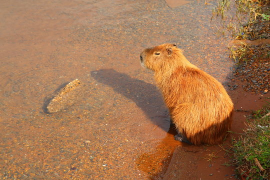 Capibara. Lake Parano&aacute;, Brasilia, Brazil