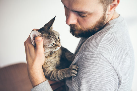 Close-up of a tabby Devon Rex cat and beard man. Attractive guy is holding in his arms cute purring kitty and is gently cuddling it's ears. Cat enjoys humans company and attention and feels affection 