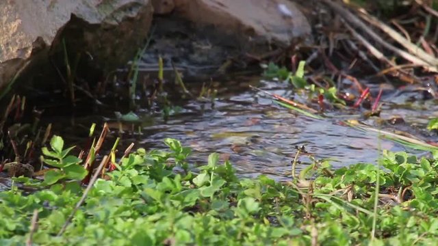 Willow warbler in the water