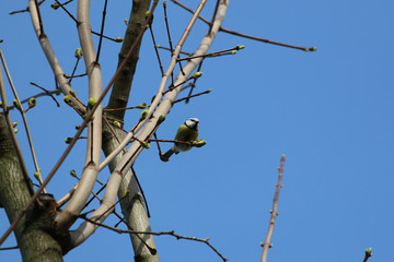 Obraz premium bird