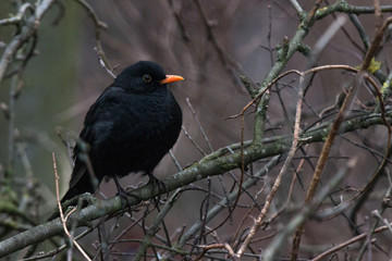 blackbird