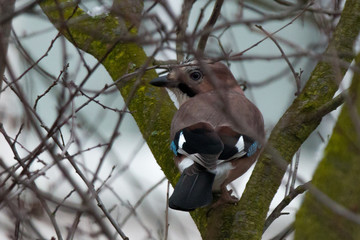 Eichelhäher (Garrulus glandarius)