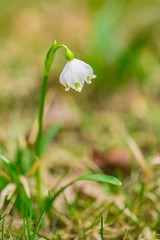 Close up image of fresh white and yellow spring snowflake flower, Leucojum vernum, growing in a garden, blurry green and brown background, vertical image