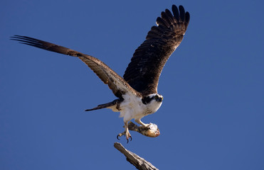Osprey with fish