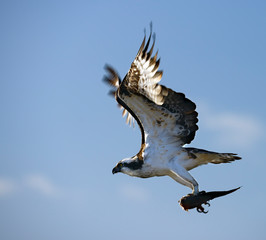 Osprey with fish