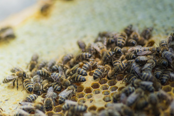 Honeycomb frame set up by bees, with lack of space for honey. Self-built insect waxed. family in the beehive. Bees in a hive on built-in wax. Honey frame.