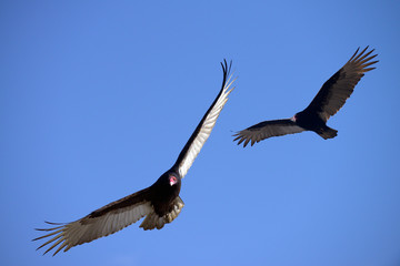 Turkey Vultures