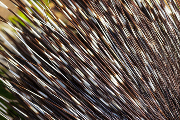 Needles porcupine background © Iurii Gagarin