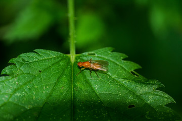 Naklejka premium Fliegen Flys