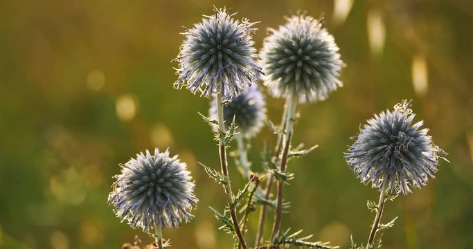 Echinops ritro