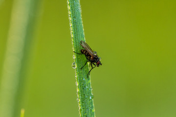 Fliegen Flys