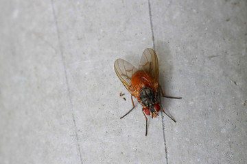 Fliegen Flys