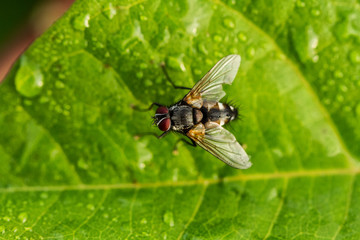 Fliegen Flys