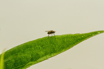 Fliegen Flys