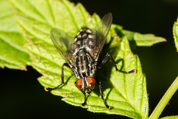 Fototapeta premium Fliegen Flys