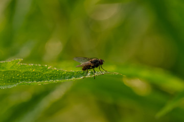 Fototapeta premium Fliegen Flys