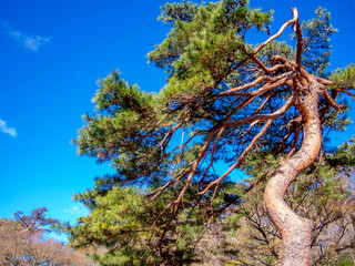 【静岡県伊豆市】日本庭園の赤松【修善寺虹の郷】