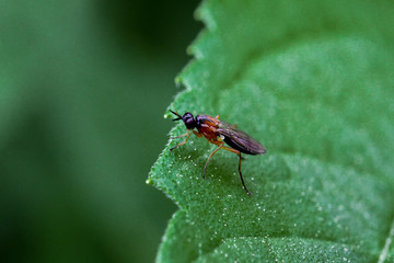 Naklejka premium Fliegen Flys
