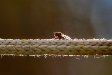Naklejka premium Fliegen Flys