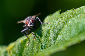 Fliegen Flys
