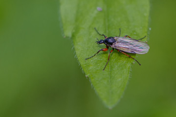 Fliegen Flys
