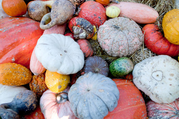 Fall harvest of mix gourds and pumpkins