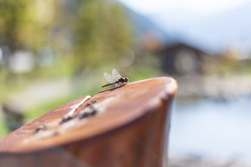 Makro einer Libelle auf einem Holzstempen