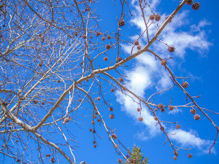 【静岡県伊豆市】公園のモミジバフウ（アメリカフウ）【初冬・修善寺虹の郷】