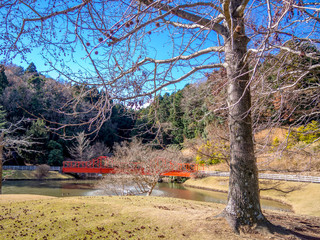 【静岡県伊豆市】公園のモミジバフウ（アメリカフウ）【初冬・修善寺虹の郷】