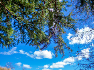 【静岡県伊豆市】秋の公園風景【ヒマラヤスギの葉・修善寺虹の郷】