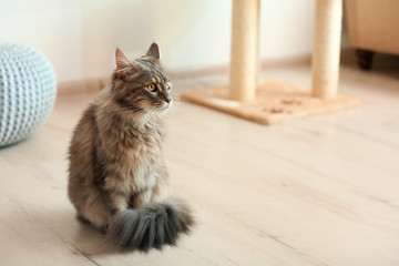 Adorable Maine Coon cat on floor at home. Space for text