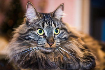 Norwegian forest cat portrait close up with big fluffy muzzle inside interior house. Allergy animal